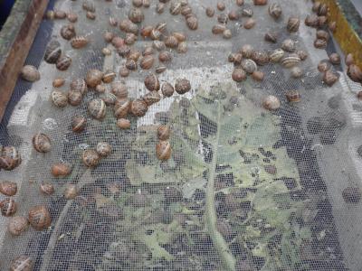 Ομάδα εκτροφής σαλιγκαριών - Εισαγωγή γόνου στον τομέα πάχυνσης